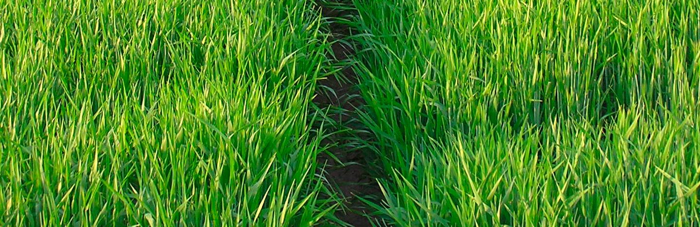 Mikronæringsstoffer