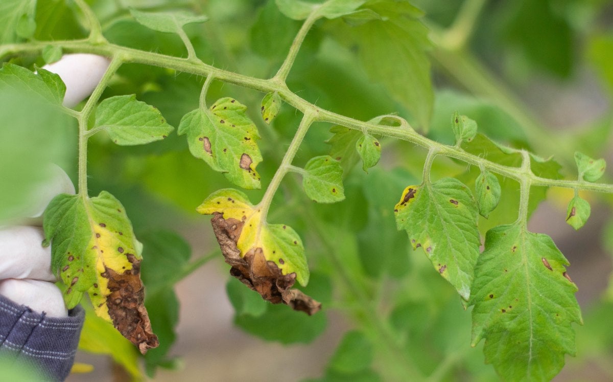 Domates Erken Yaprak Yanıklığı Belirtileri ve Mücadele Yöntemleri