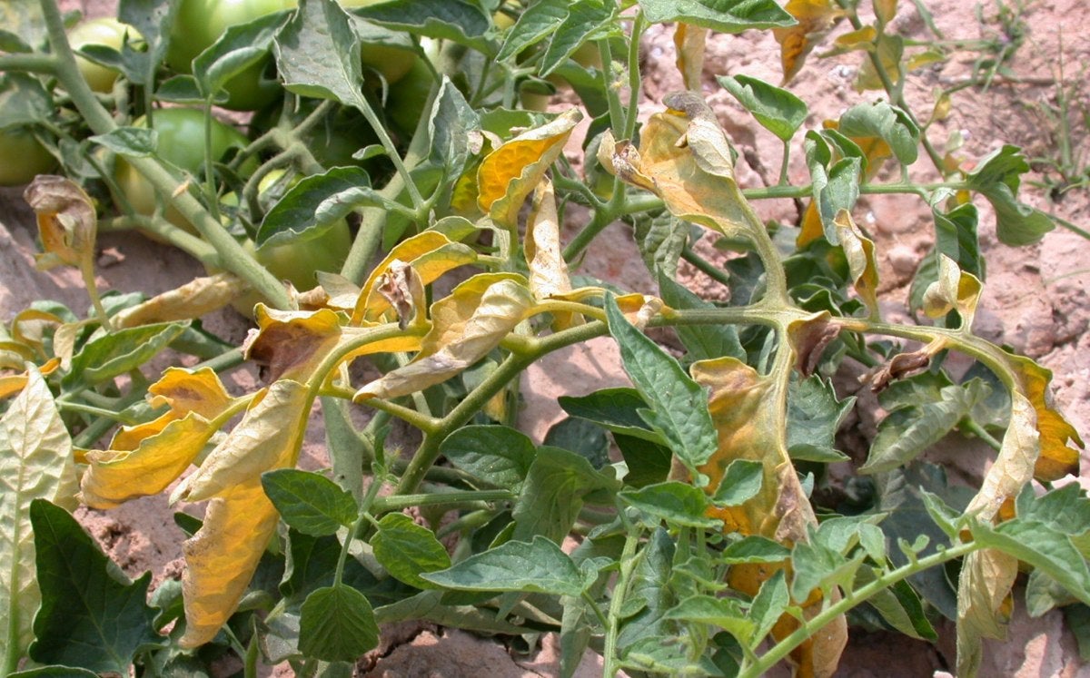 Domates Kök Çürüklüğü Hastalığı Belirtileri ve Mücadele Yöntemleri