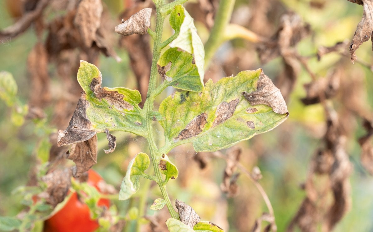 Domates Mildiyösü Belirtileri ve Mücadele Yöntemleri