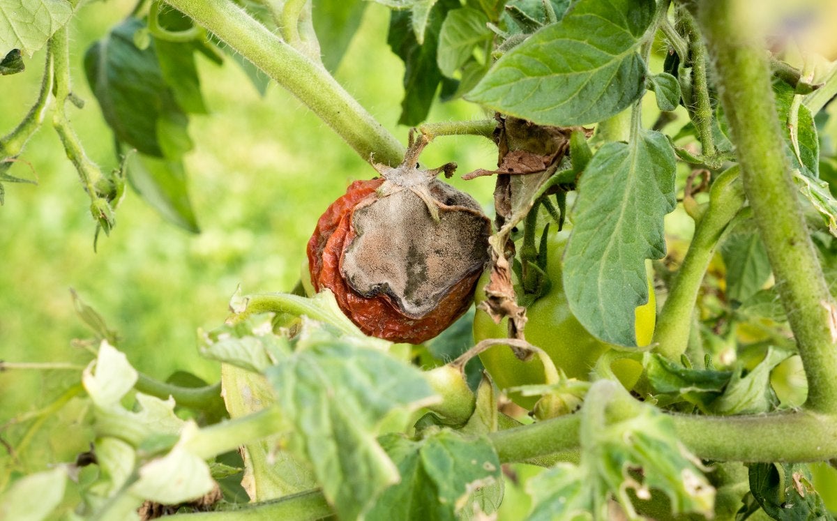 Domateste Kurşuni Küf Belirtileri ve Mücadele Yöntemleri