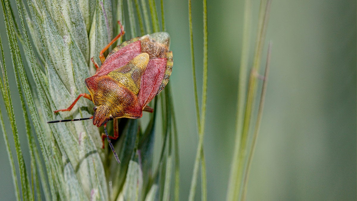 Buğdayda Süne Böceği Zararlısı ile Nasıl Mücadele Edilir?