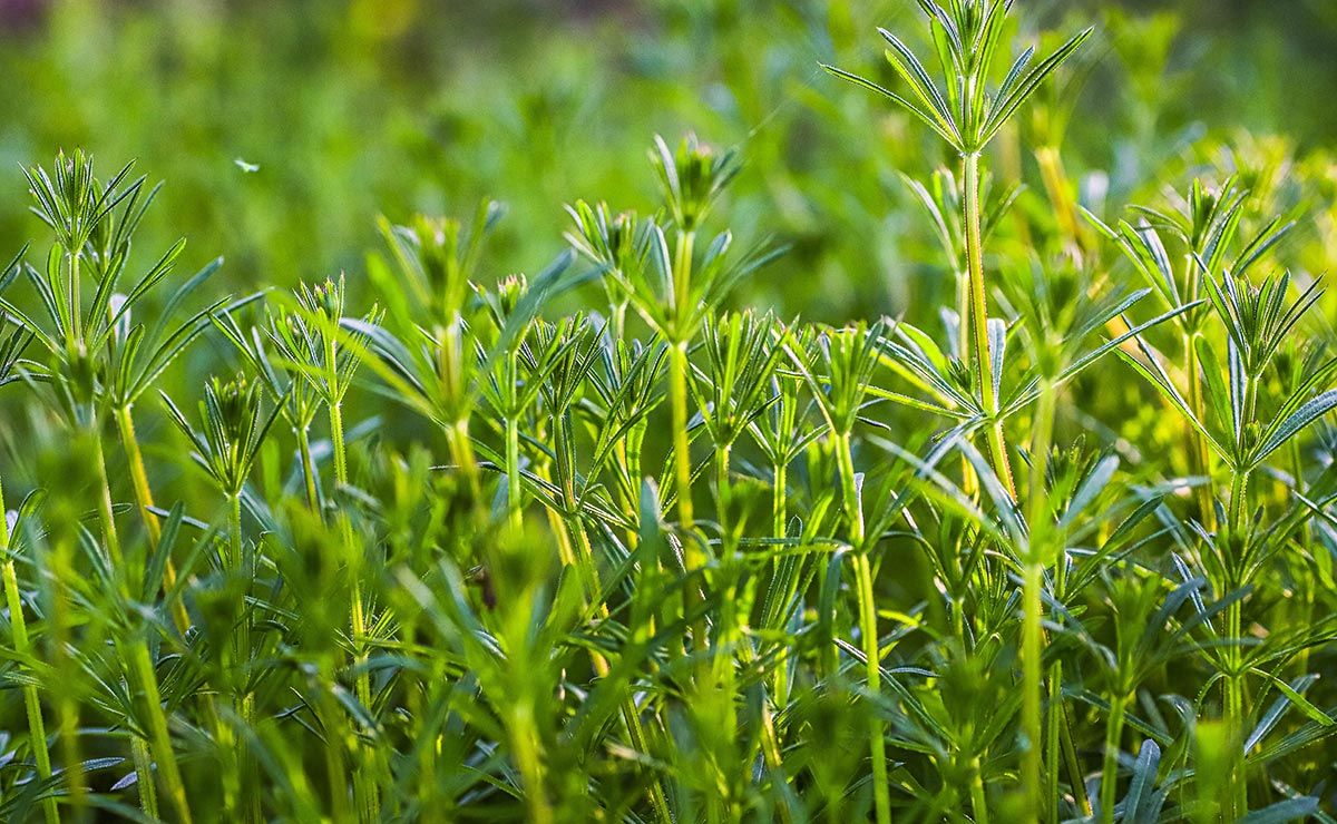 Buğdayda Geniş Yapraklı Yabancı Otlar ve Mücadele Yöntemleri
