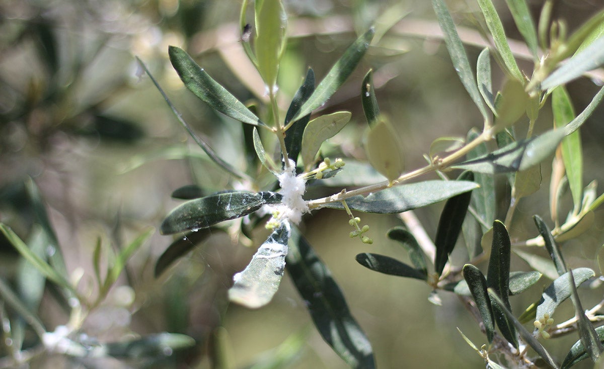 Zeytin Zararlıları ile Nasıl Mücadele Edilir?
