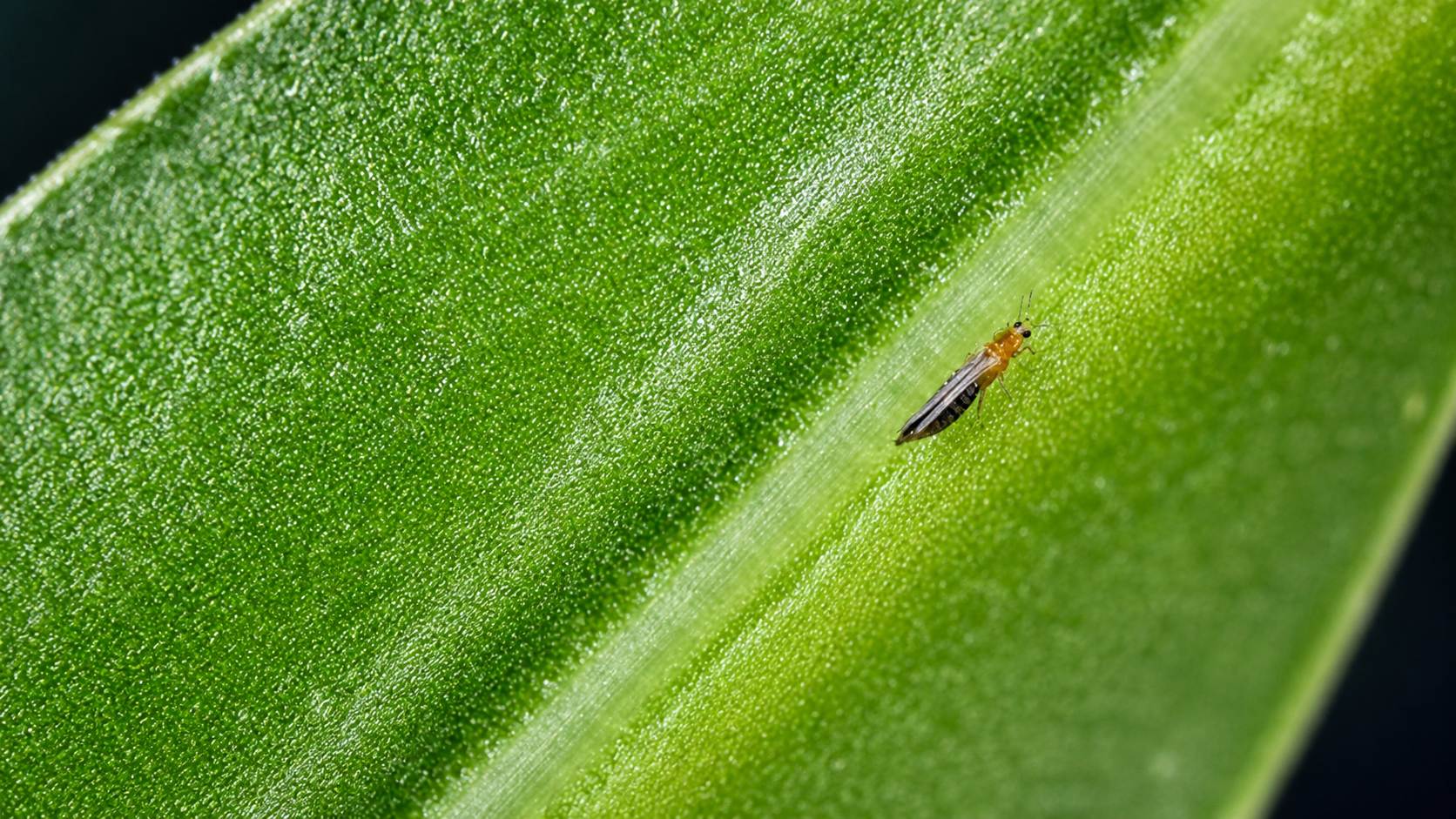 Çiçek Tripsi (Frankliniella occidentalis) Nedir, Nasıl Mücadele Edilir?