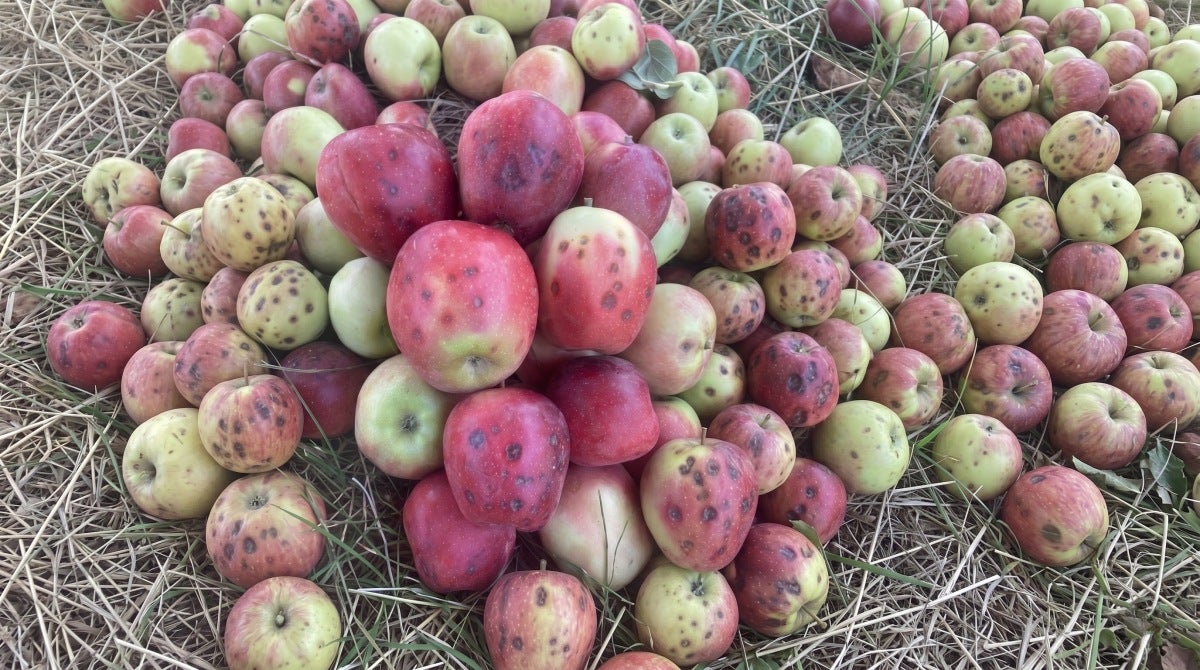 Elma Ağaçlarında Kalsiyum Uygulaması Nasıl Yapılır ve Neden Önemlidir?