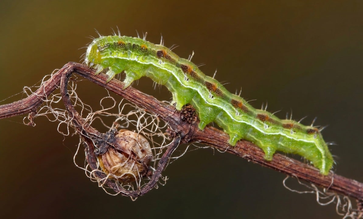 Yeşilkurt (Helicoverpa armigera) Nedir, Nasıl Mücadele Edilir?