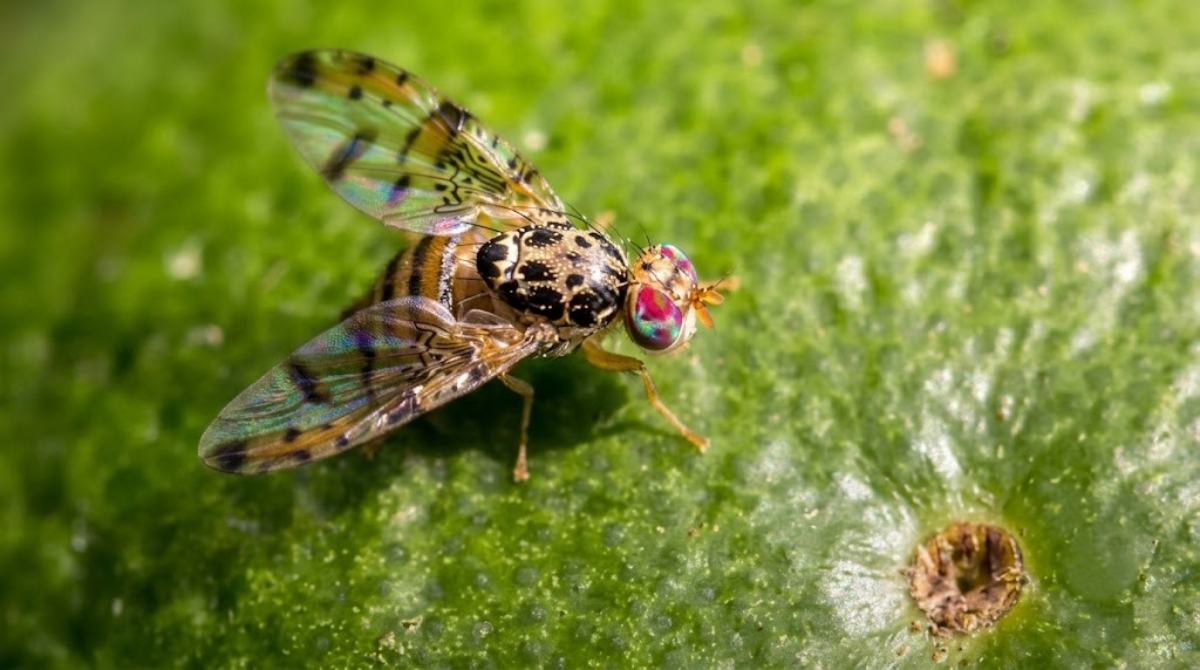 Akdeniz Meyve Sineği (Ceratitis capitata) Nedir, Nasıl Mücadele Edilir?