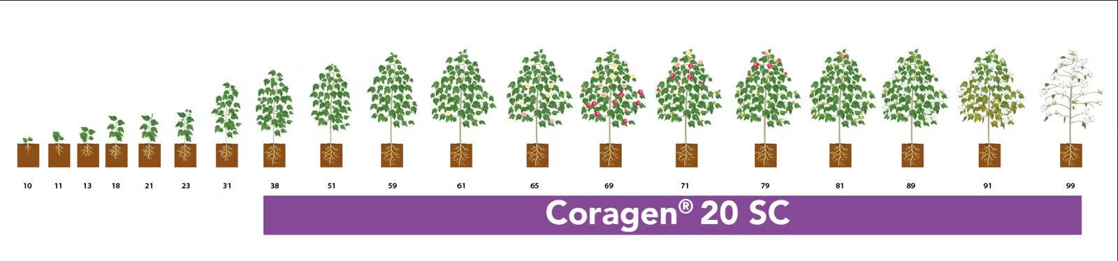 coragen