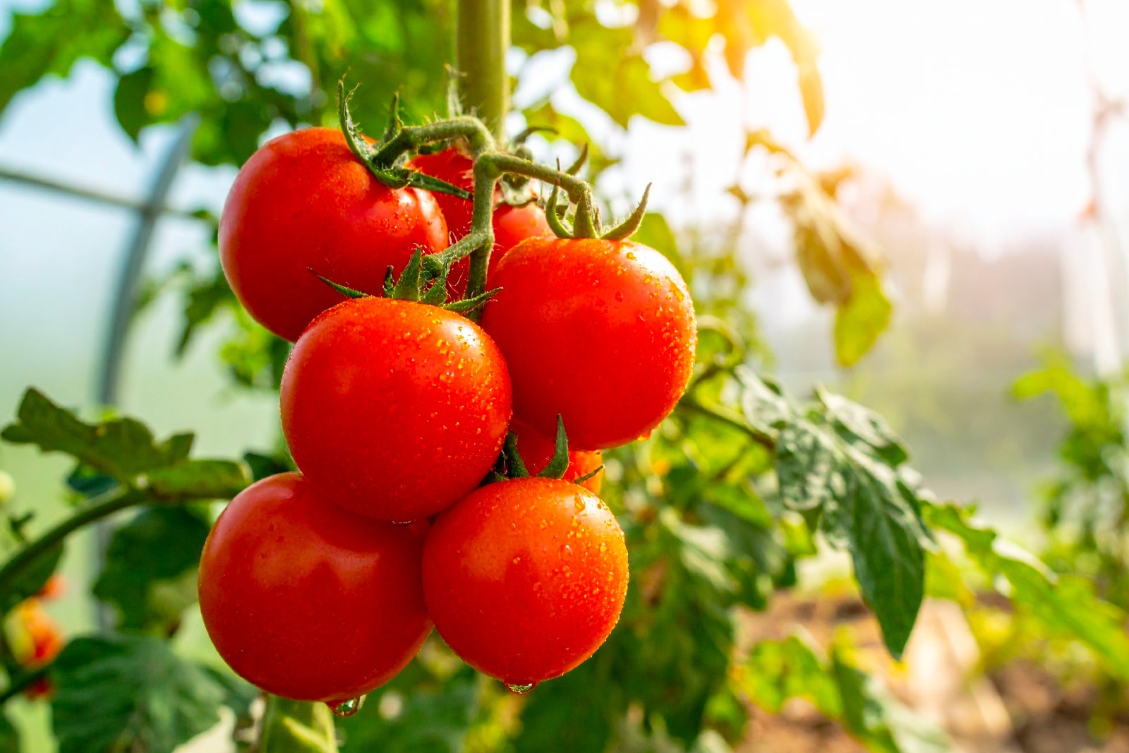 Domaste mildiyö mücadelesinde YENİ çözümümüz ALLAVIDA