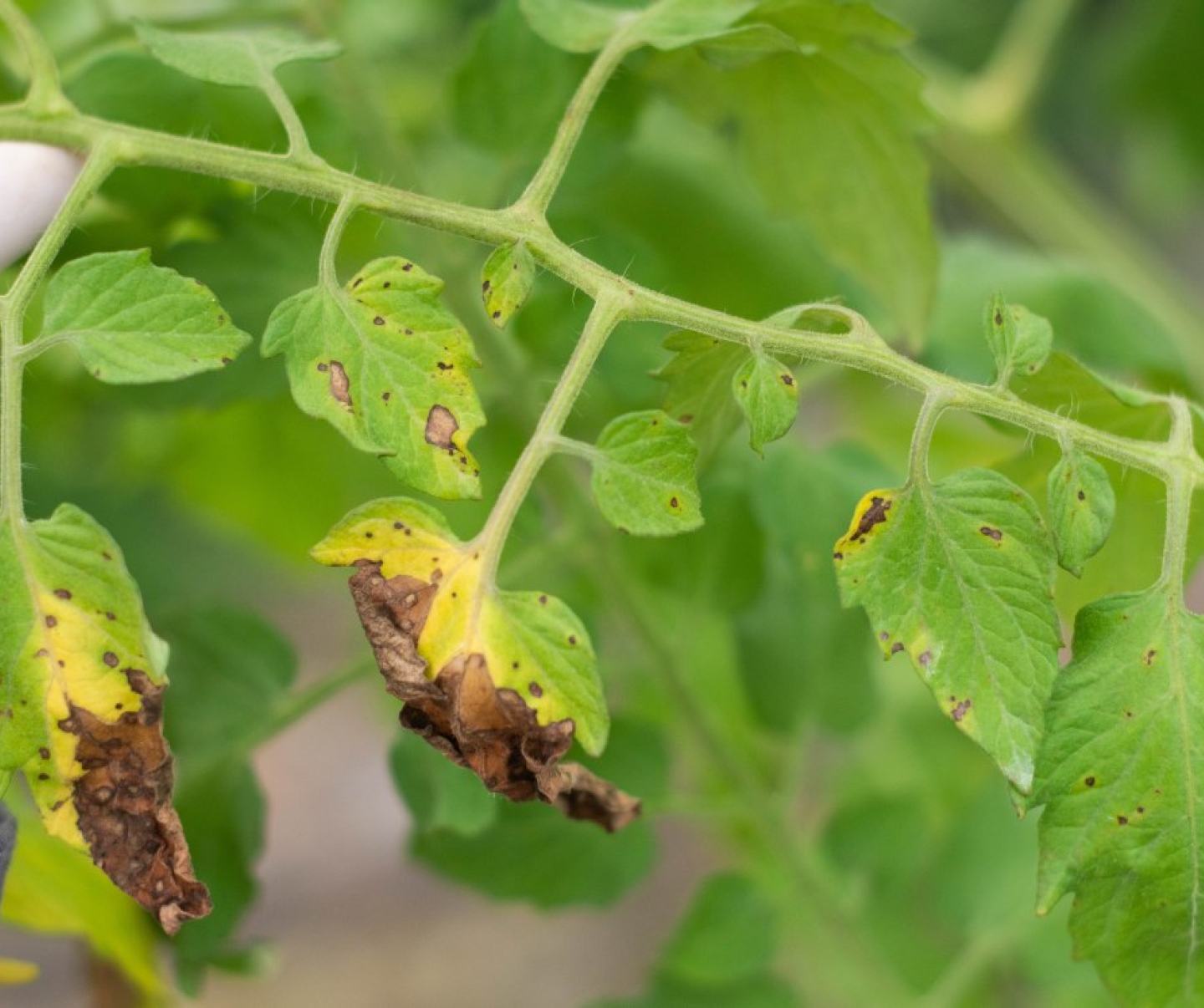 Domates Erken Yaprak Yanıklığı Belirtileri ve Mücadele Yöntemleri
