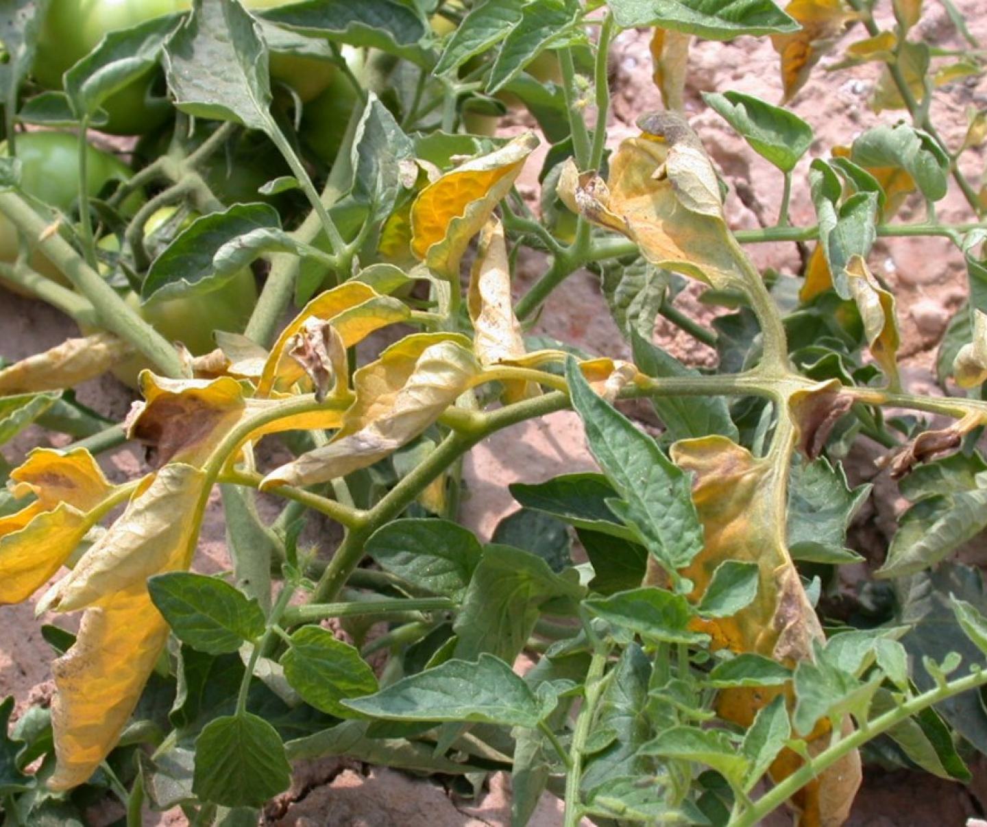 Domates Kök Çürüklüğü Hastalığı Belirtileri ve Mücadele Yöntemleri