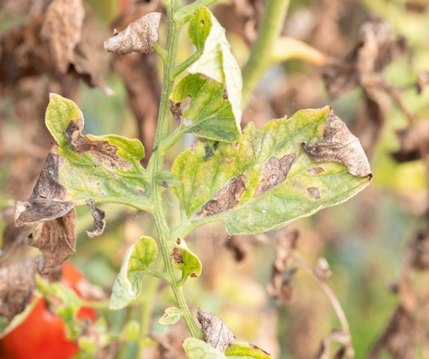 Domates Mildiyösü Belirtileri ve Mücadele Yöntemleri