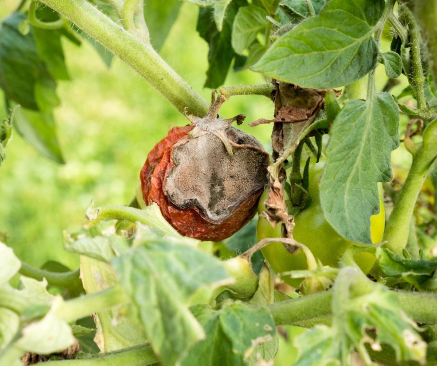 Domateste Kurşuni Küf Belirtileri ve Mücadele Yöntemleri