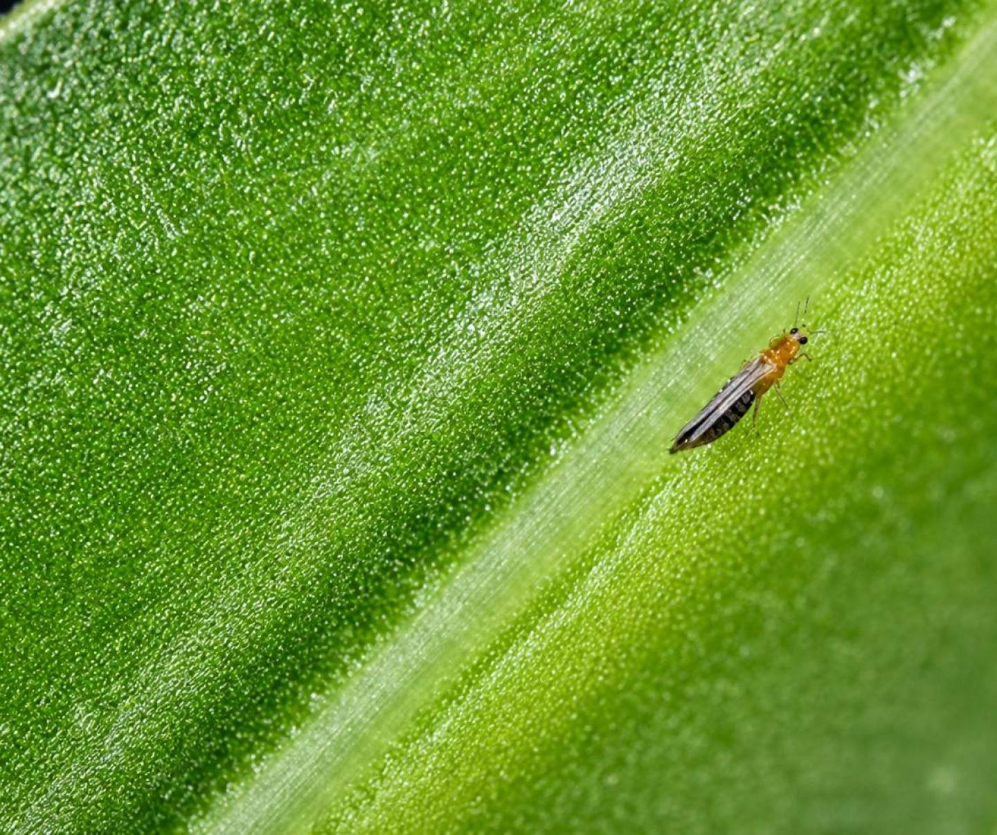 Çiçek Tripsi (Frankliniella occidentalis) Nedir, Nasıl Mücadele Edilir?