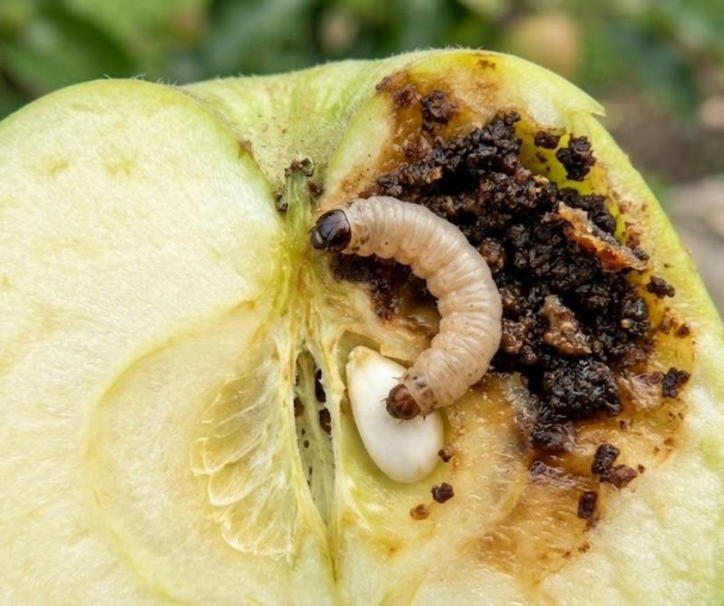 Elma İçkurdu (Cydia pomonella) Nedir, Nasıl Mücadele Edilir?