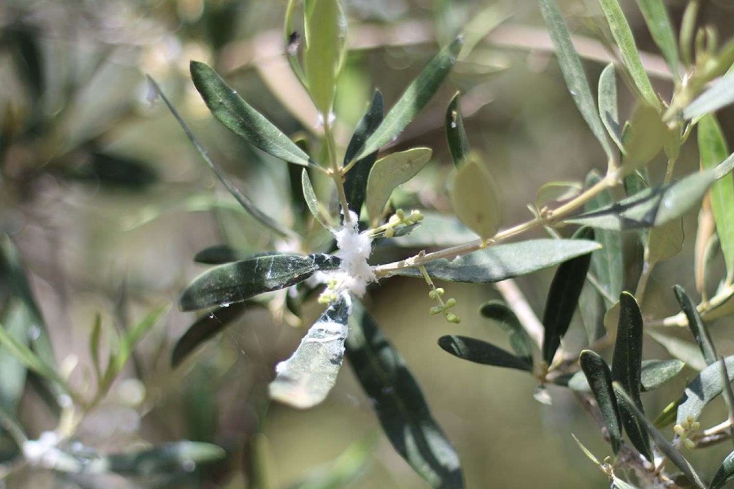 Zeytin Zararlıları ile Nasıl Mücadele Edilir?