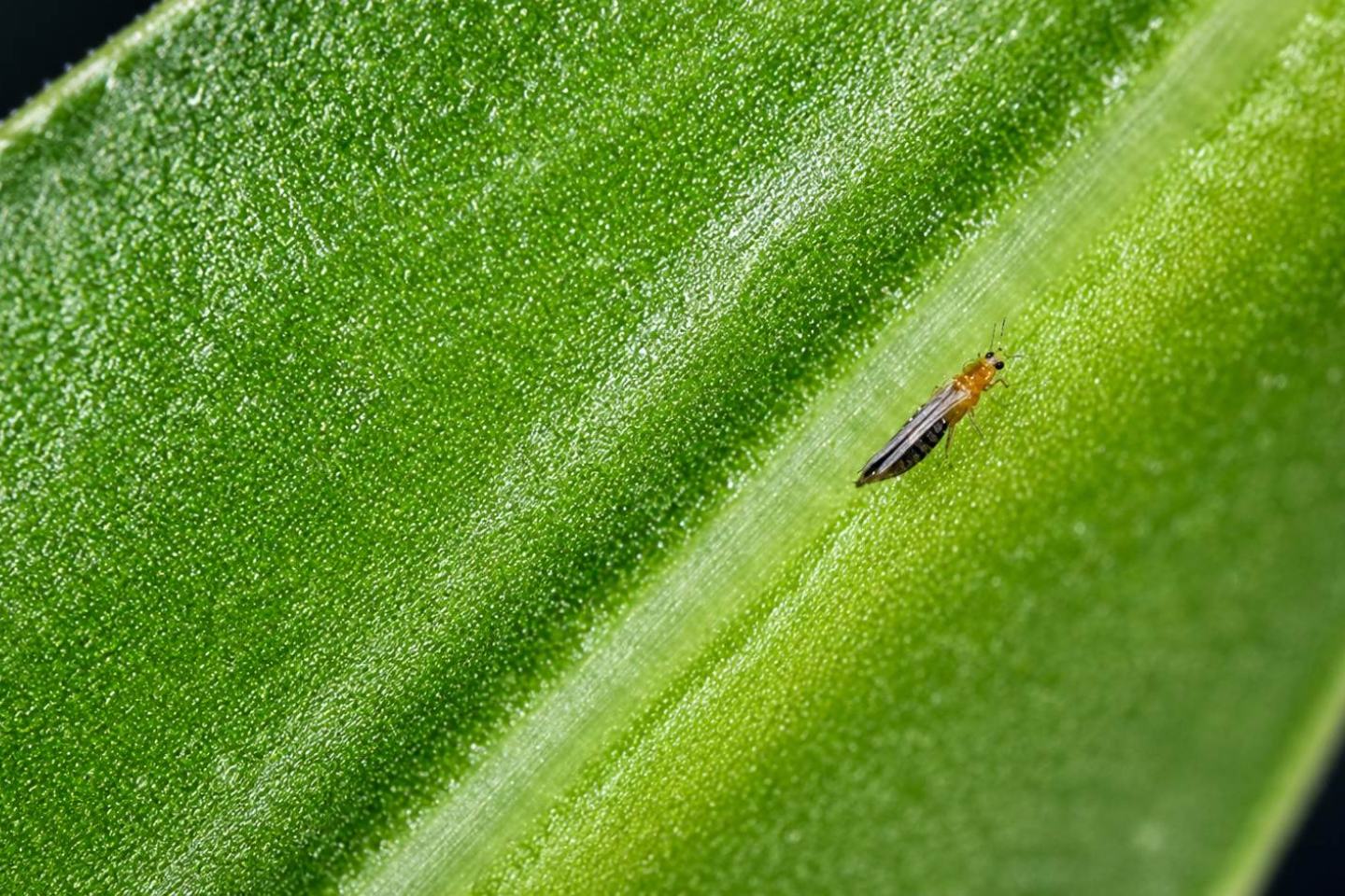 Çiçek Tripsi (Frankliniella occidentalis) Nedir, Nasıl Mücadele Edilir?