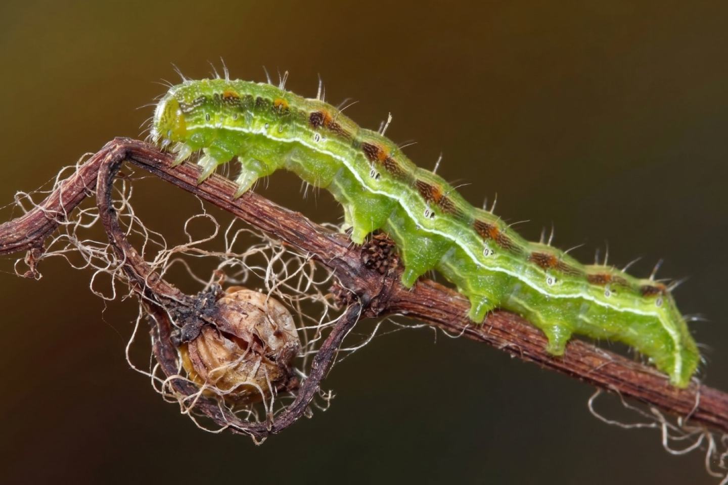 Yeşilkurt (Helicoverpa armigera) Nedir, Nasıl Mücadele Edilir?