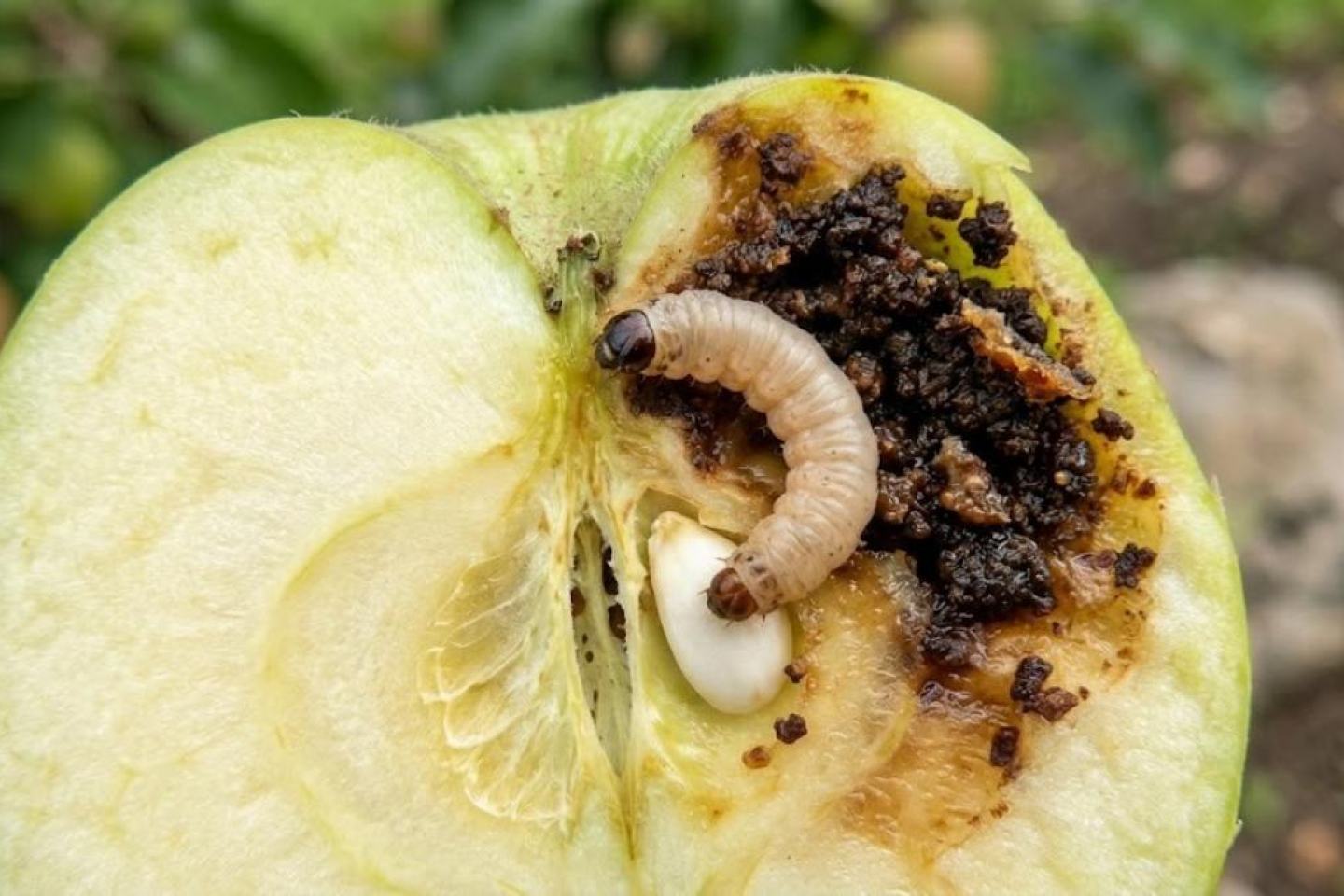 Elma İçkurdu (Cydia pomonella) Nedir, Nasıl Mücadele Edilir?