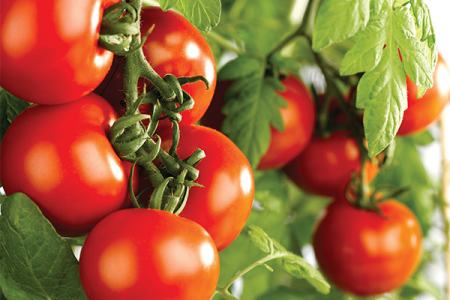 TOMATOES