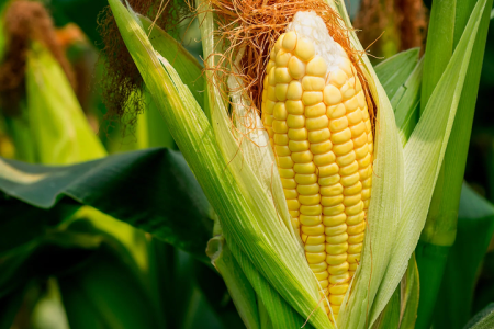 corn