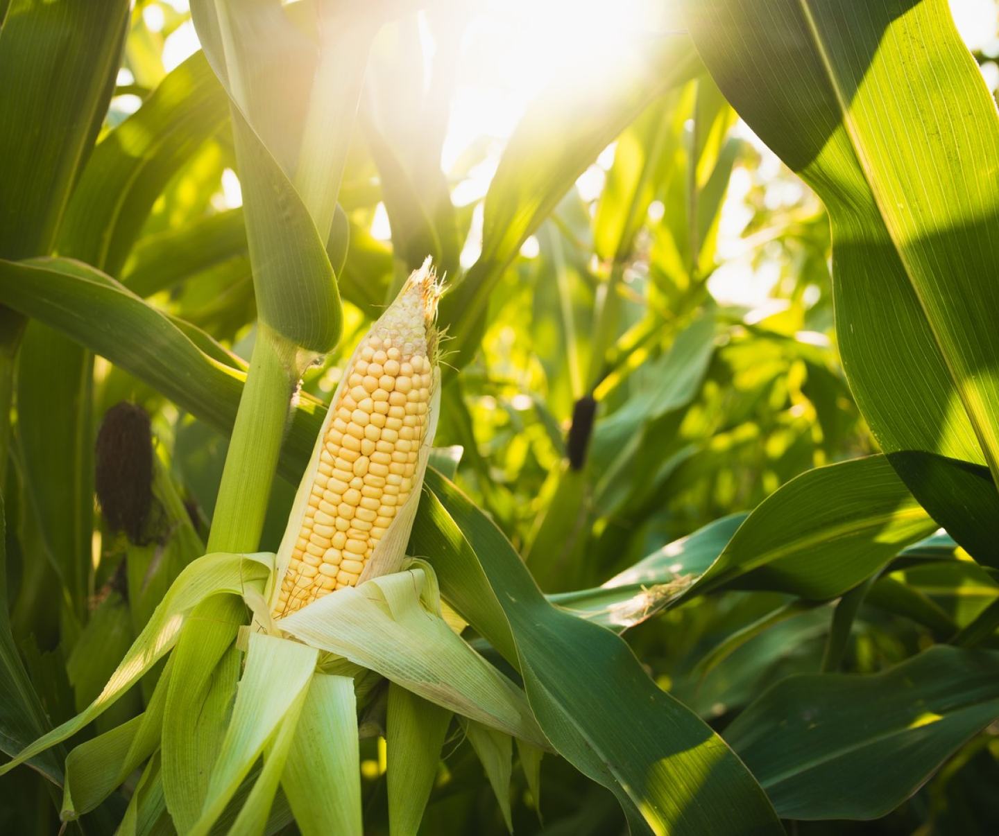 Джалентра™