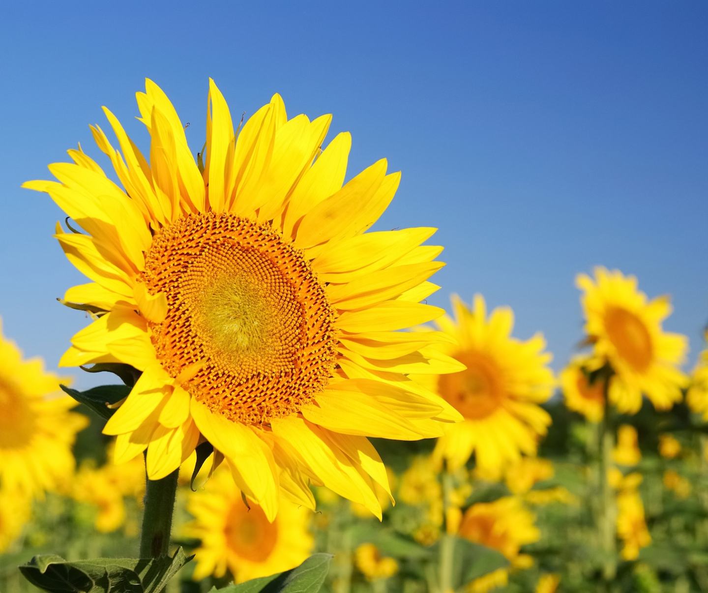 Експрес® Голд 75, ВГ