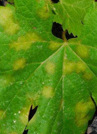 Біостимулятори та мікроелементи