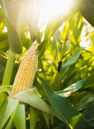 Інсектициди