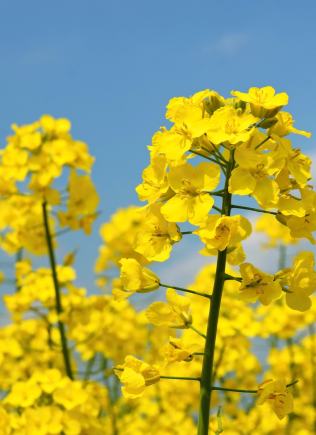 Допоміжні речовини