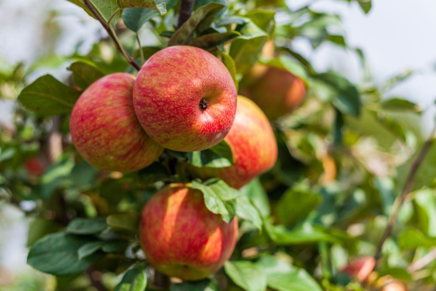 Apple tree
