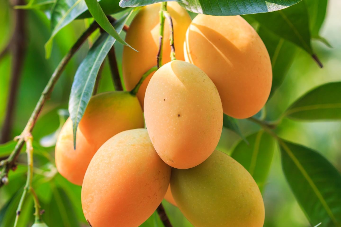 Apricot