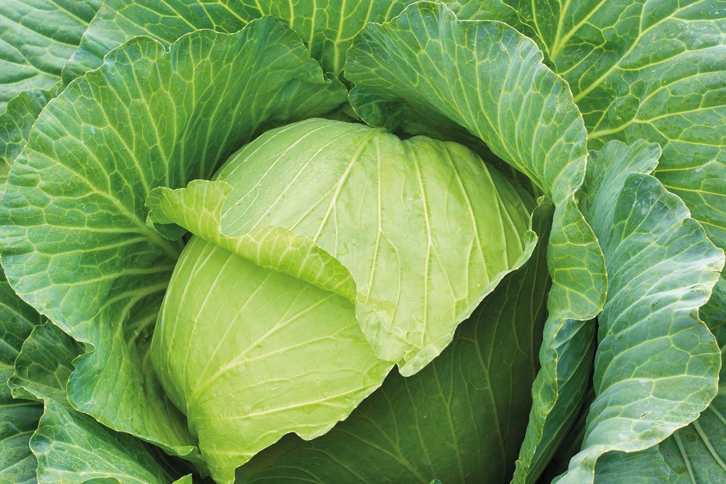Cabbage