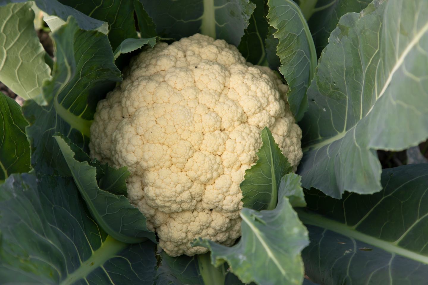 Cauliflower