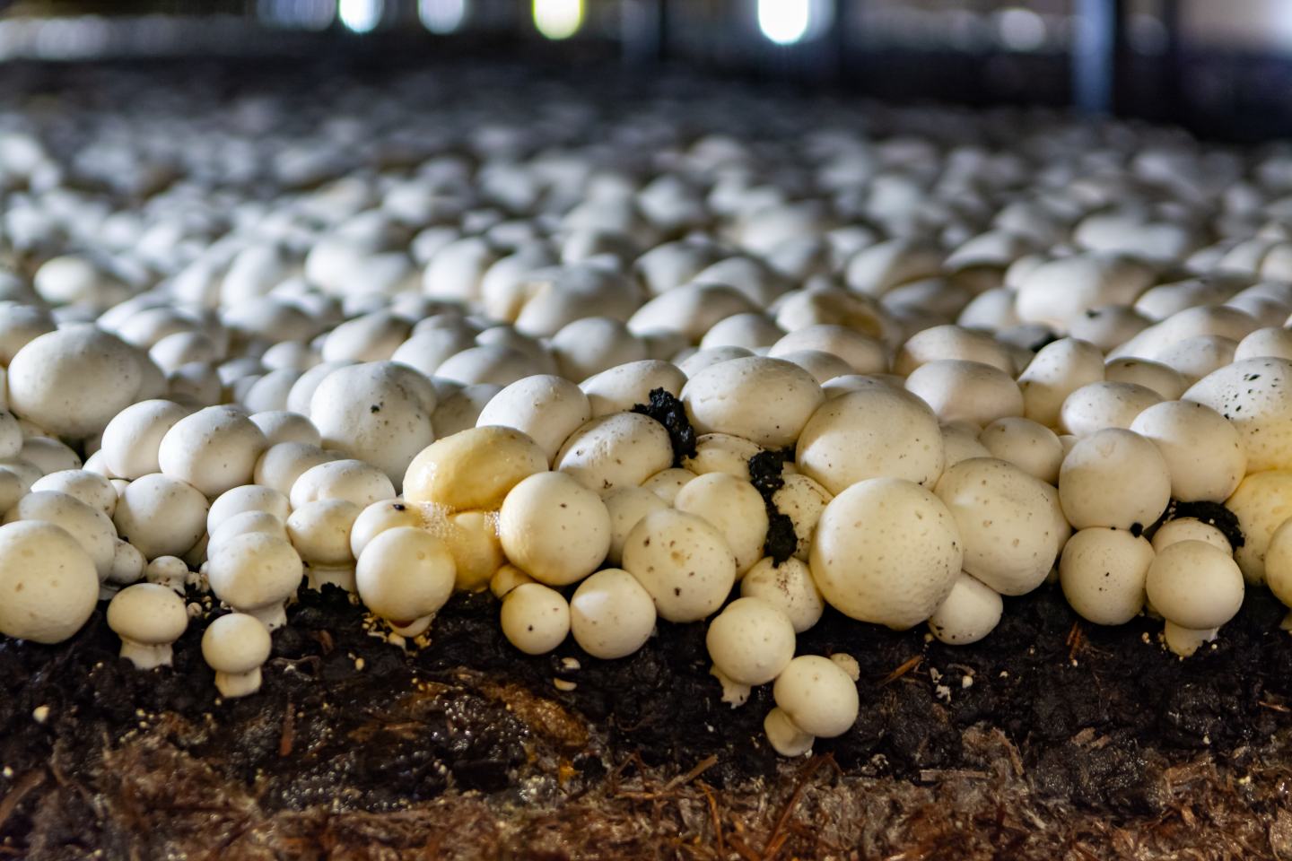 Champignons