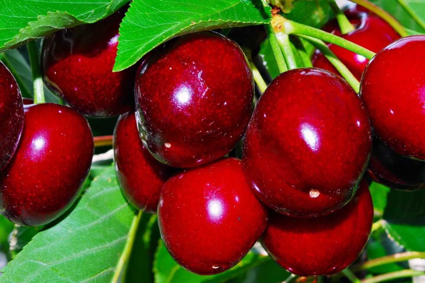 Cherry
