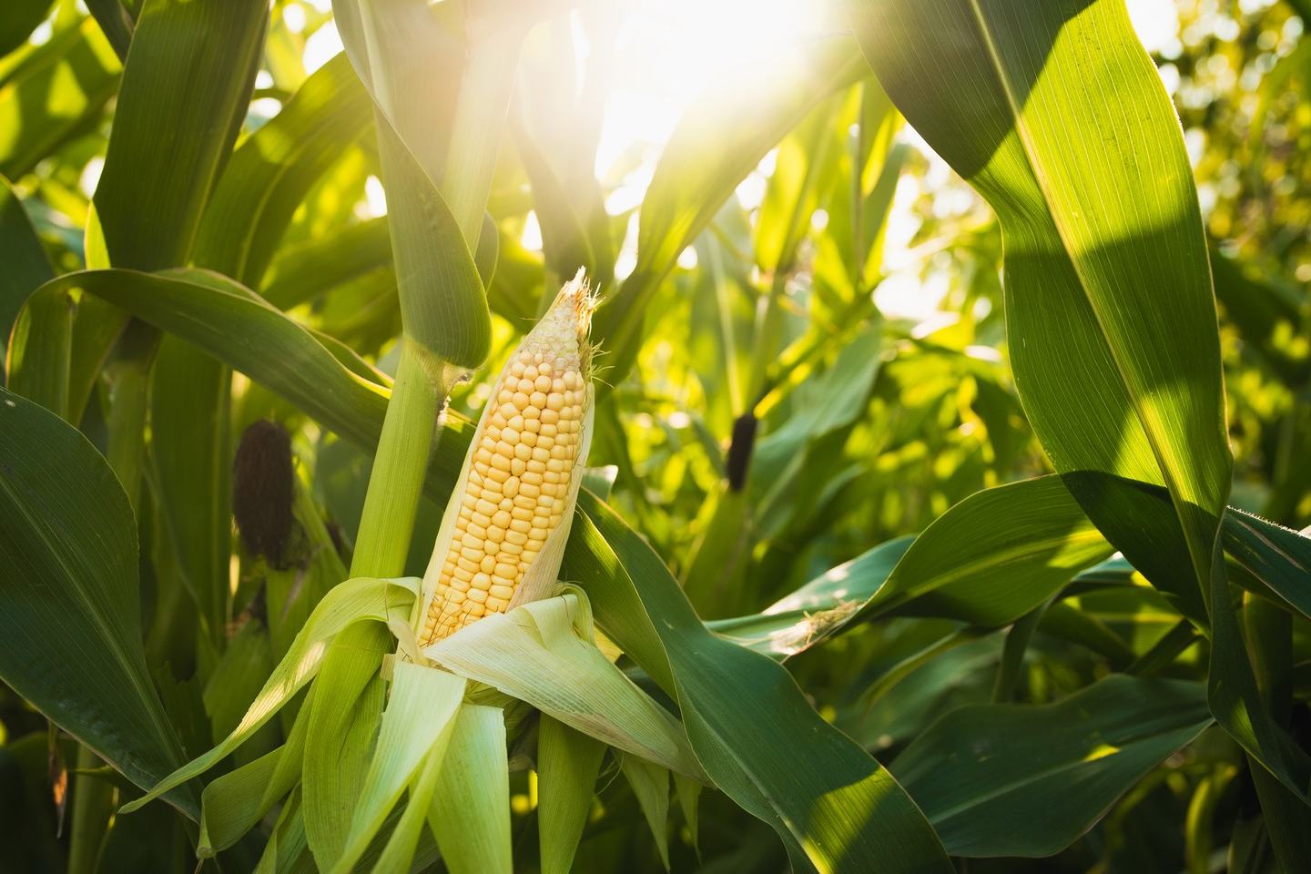 Corn