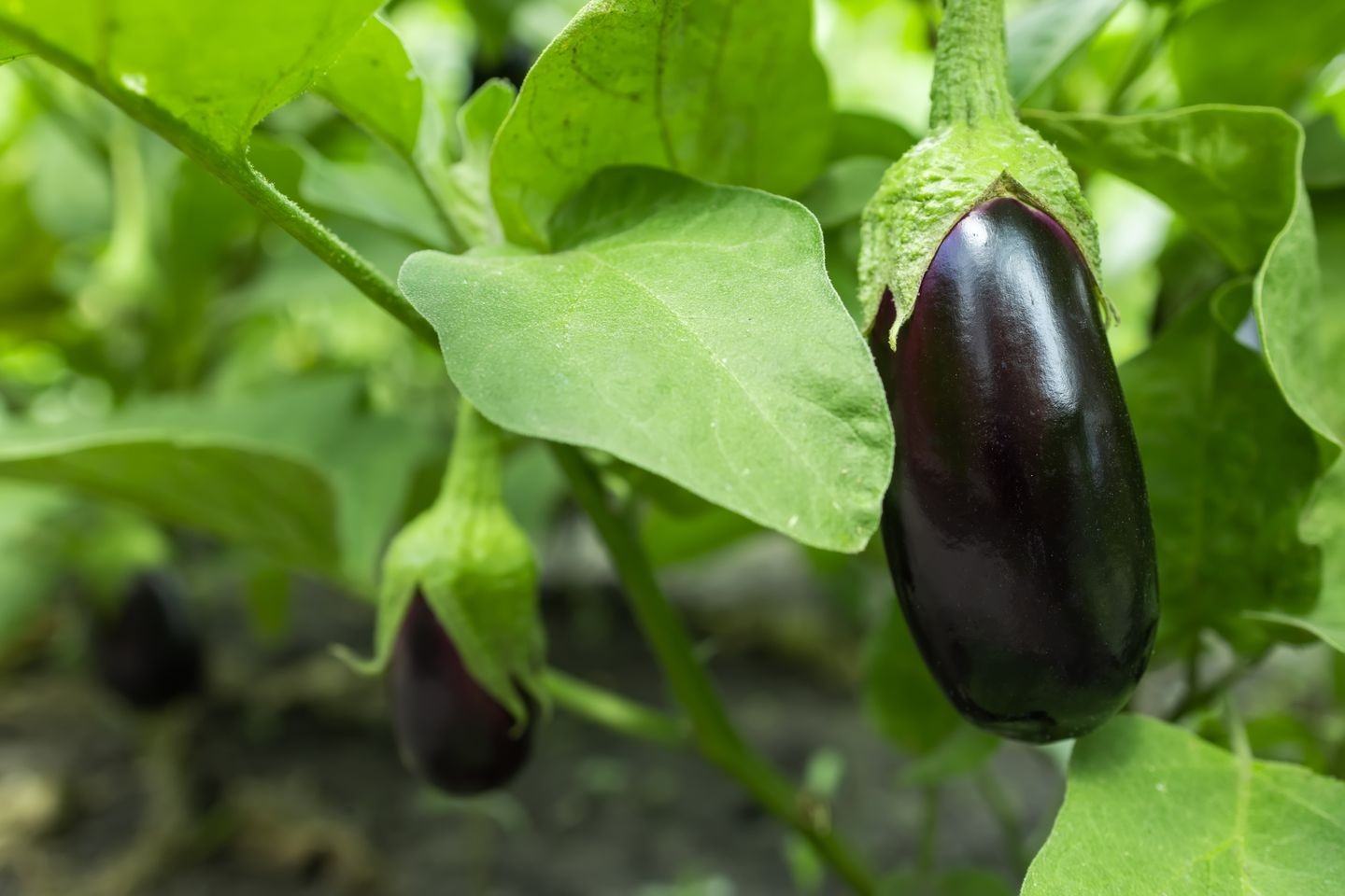 Eggplants