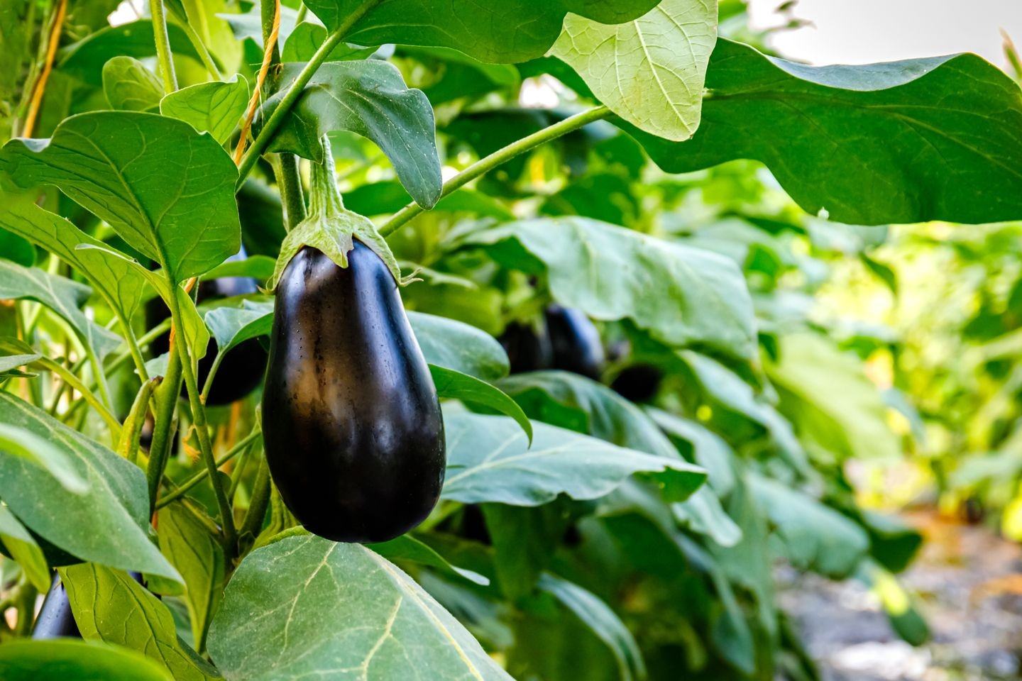 Eggplant (Outdoor)