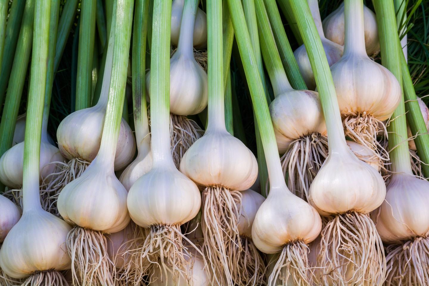 Garlic Garlic (Outdoor)
