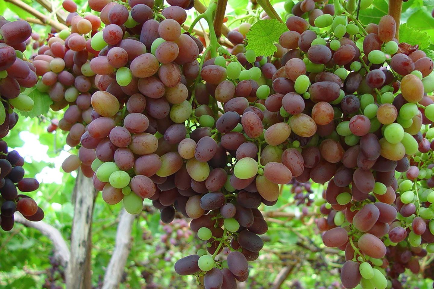 Grapes