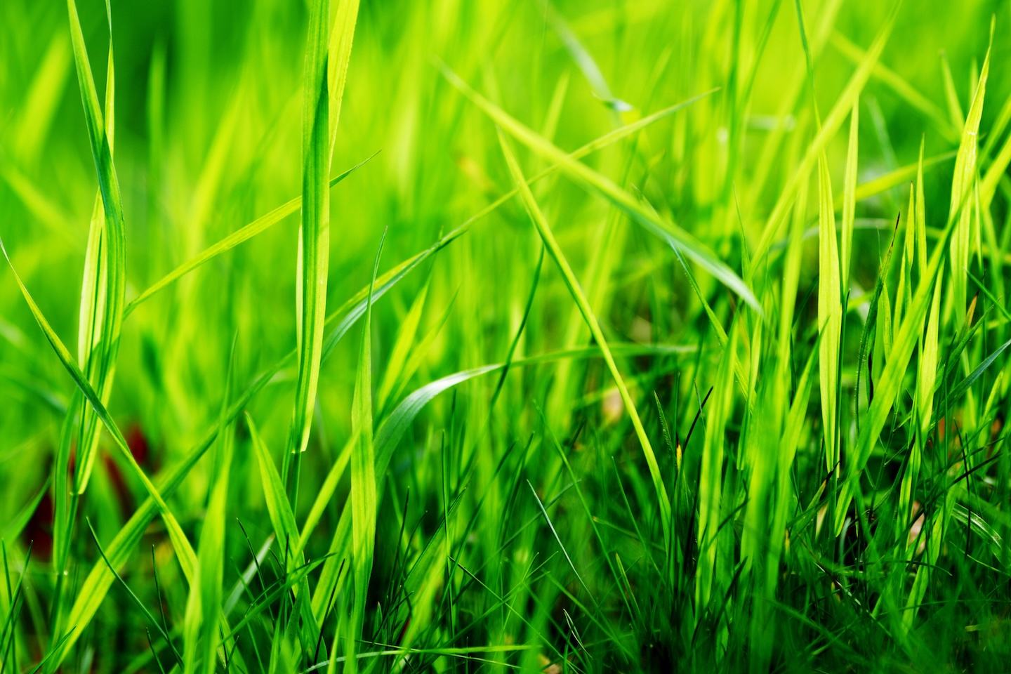 Grassland