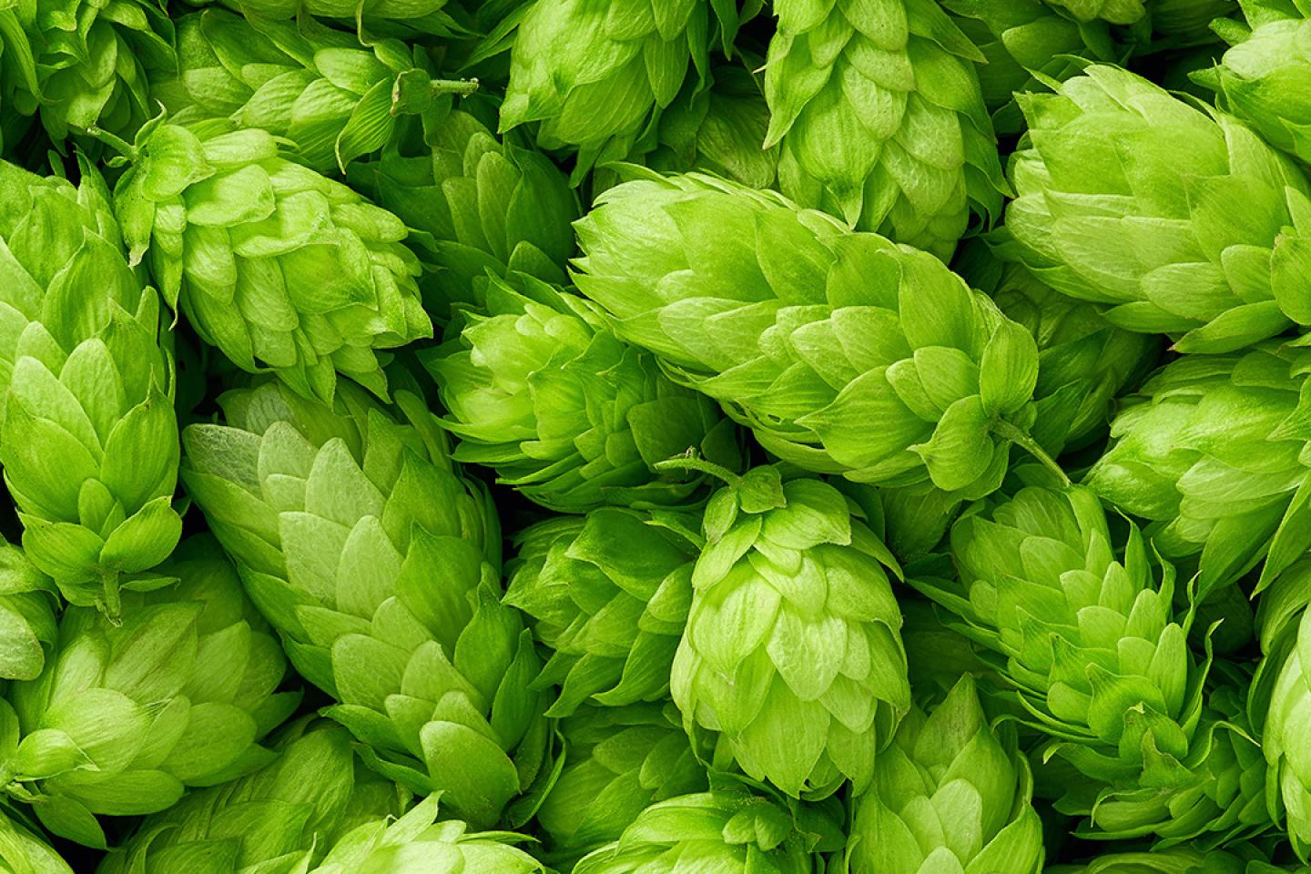 Hops