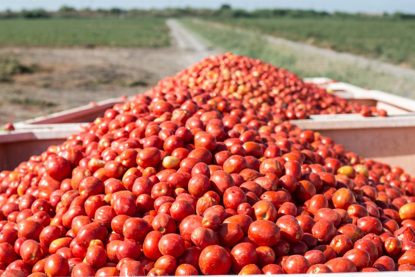 Industrial Tomato