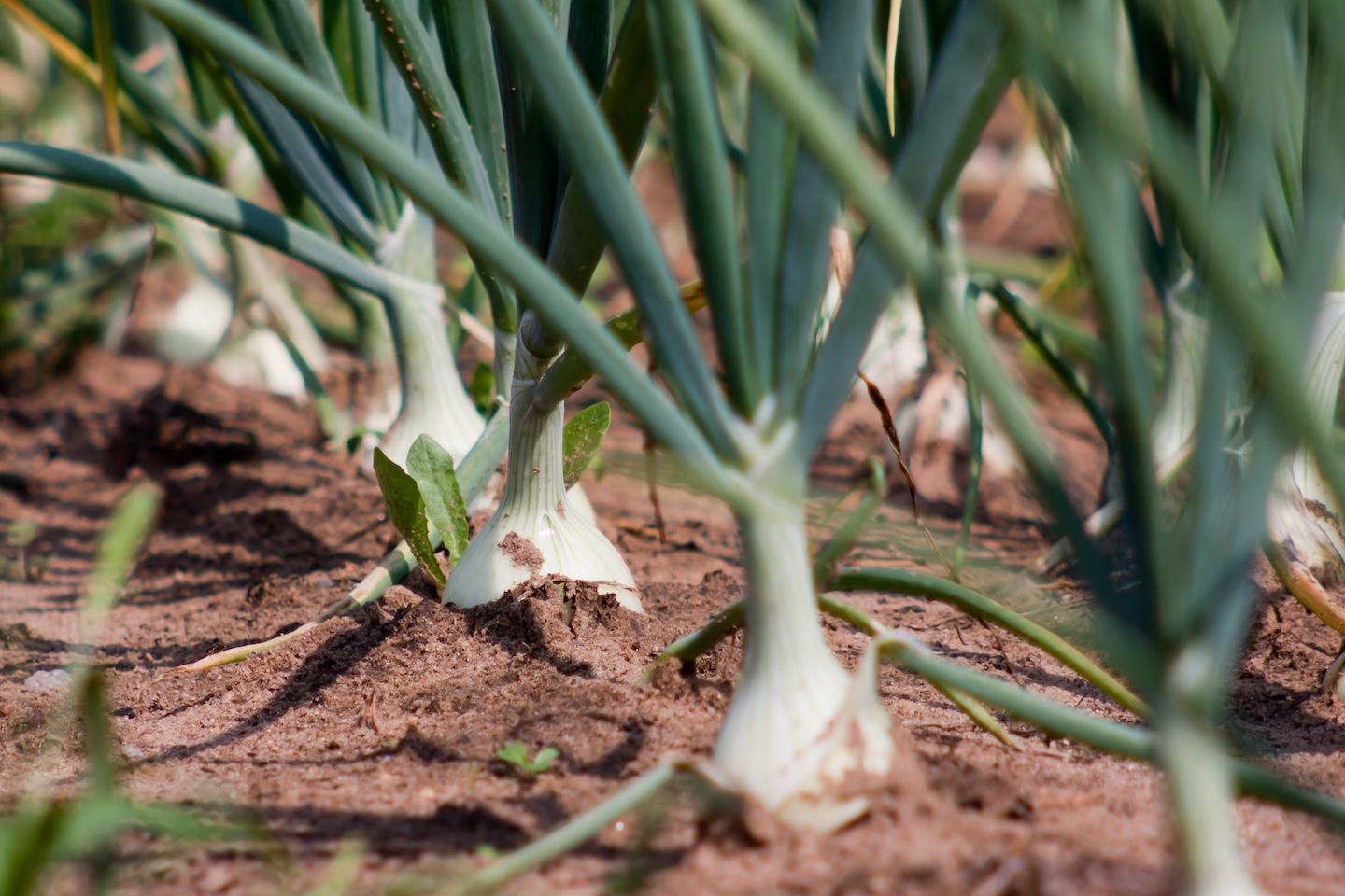 Leek