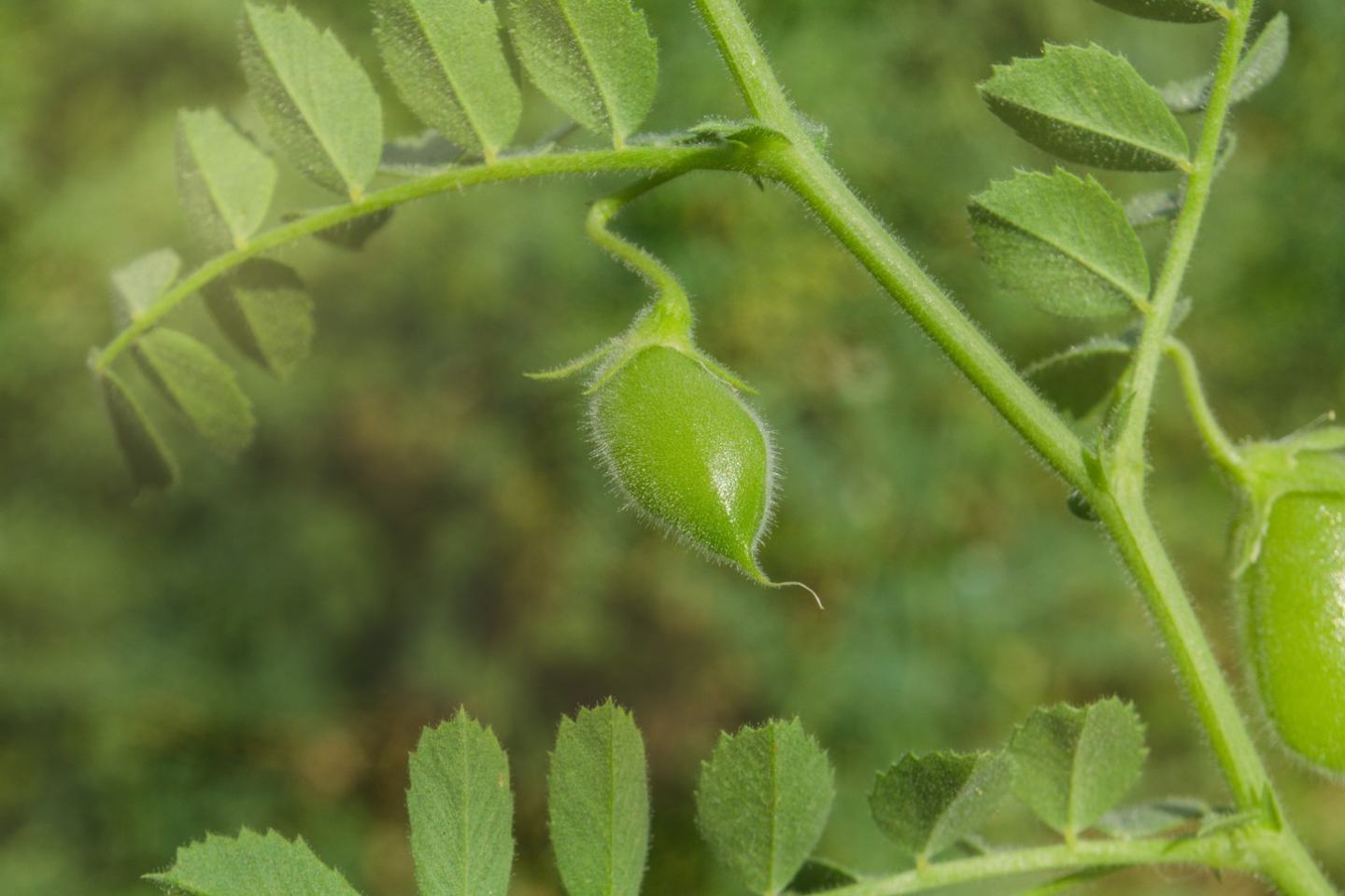 Lentils