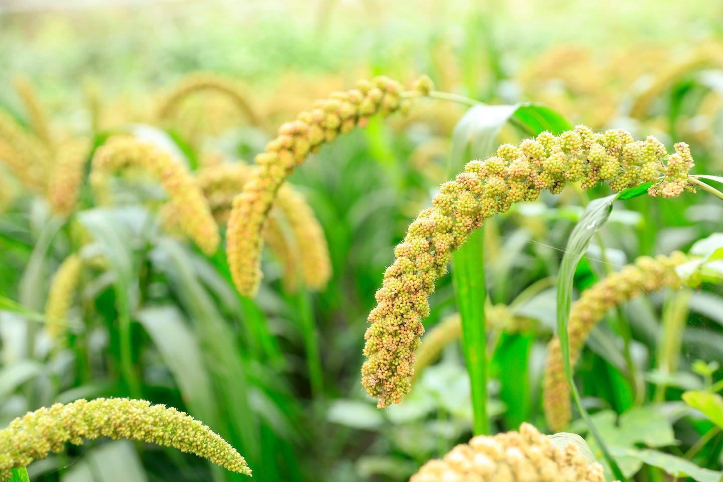 Millet