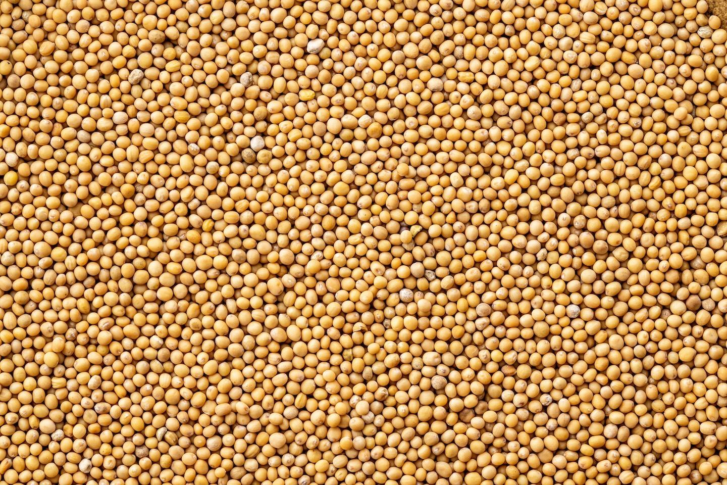 Mustard