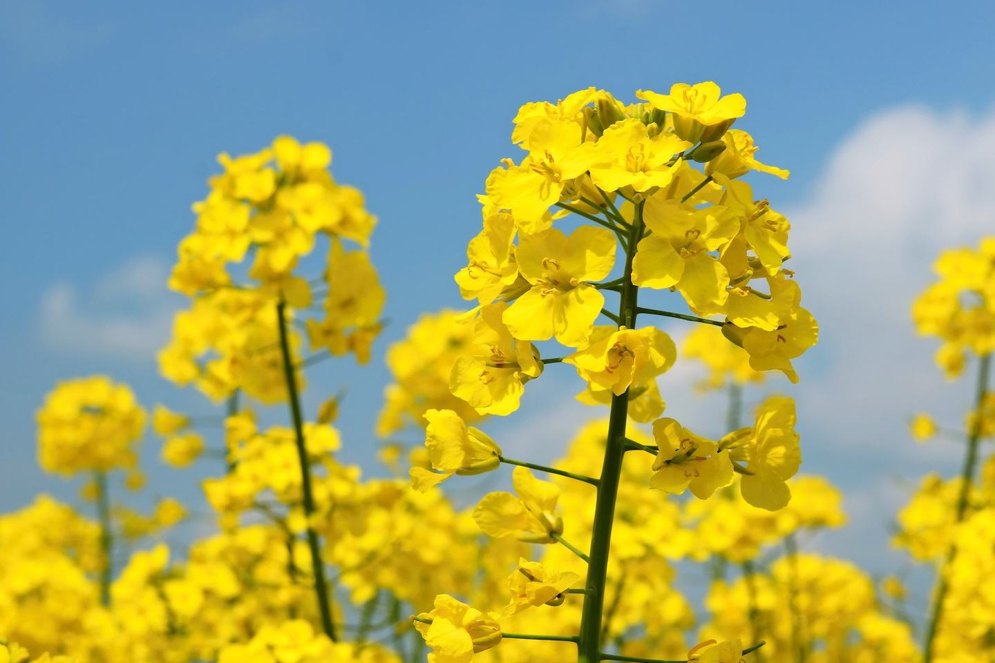 Oilseed rape